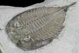 Dalmanites Trilobite Fossil - New York #99074-2